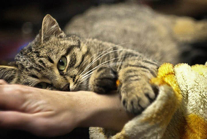 フリーランスと猫